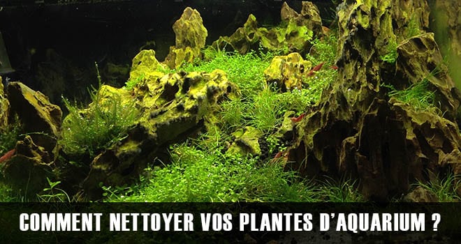 Comment nettoyer les plantes d'aquarium ?