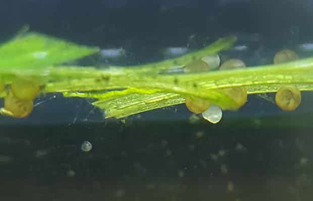 Reproduction Corydoras Sterbai - Œufs larves j-1