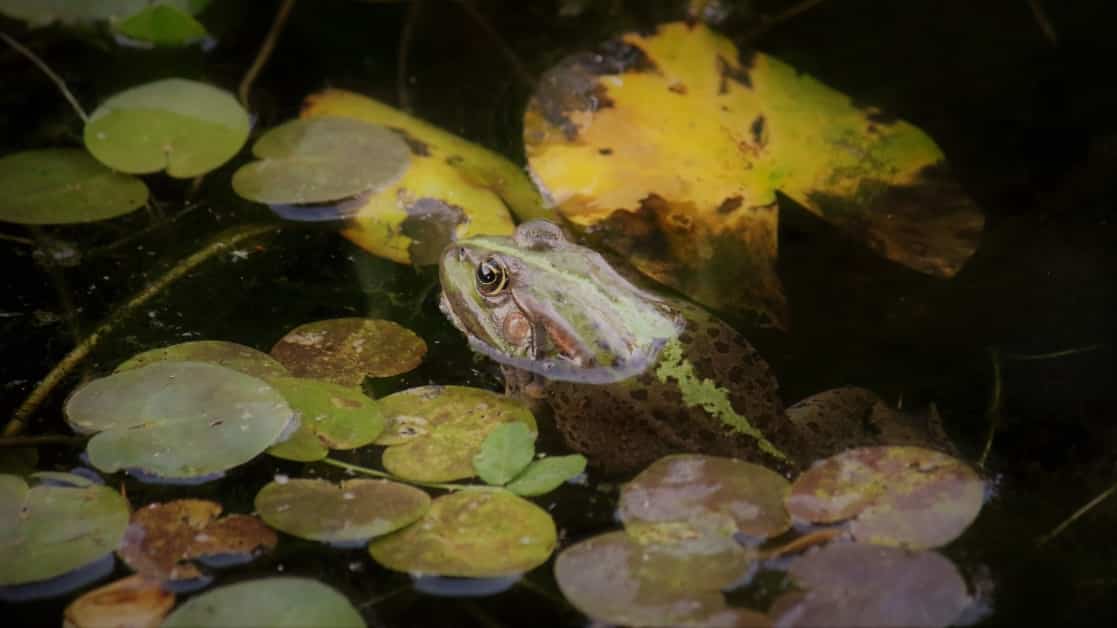 Bassin grenouille