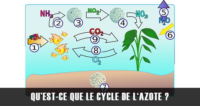 Qu’est-ce que le cycle de l‘azote ?