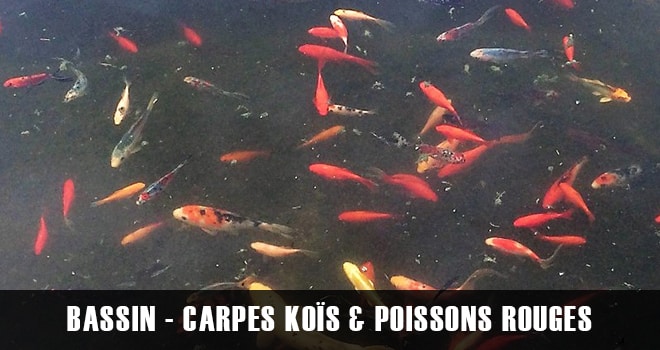 Les carpes KOÏs et poissons rouges. Comment les maintenir en bassin ?