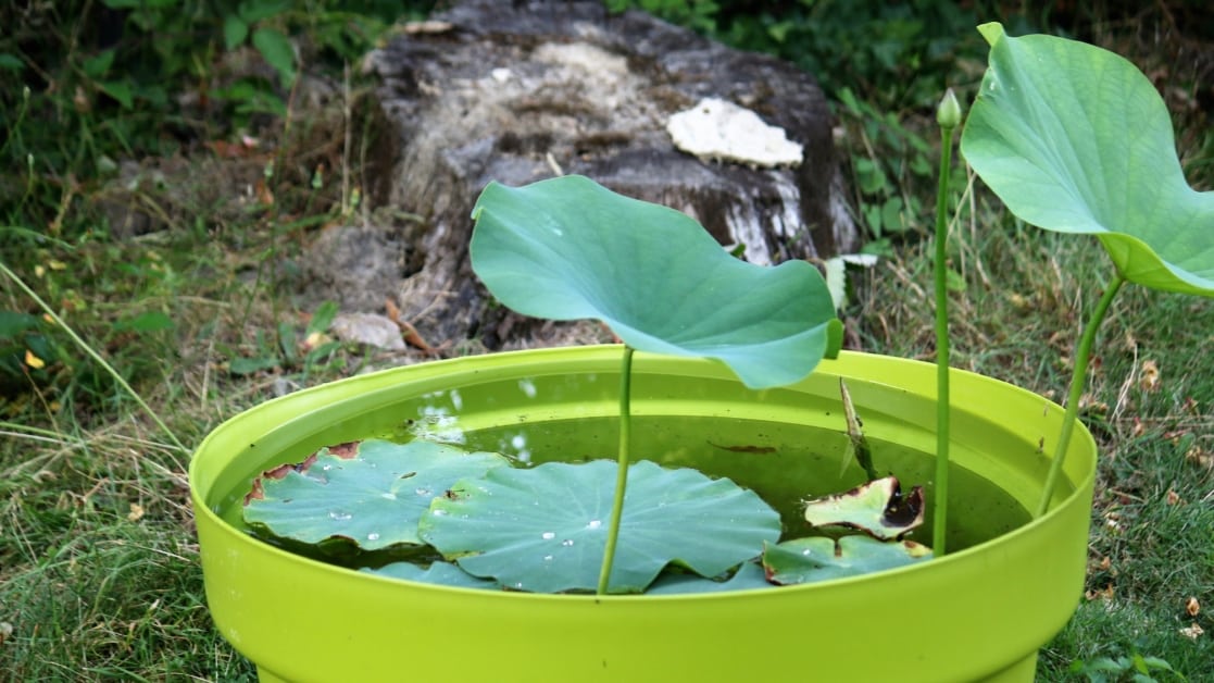 Jardin d'eau - Les plantes aquatiques au bassin