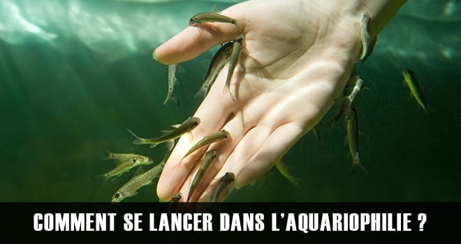 https://club-aquariophile.fr/wp-content/uploads/2019/08/aquariophilie-quel-aquarium-choisir.jpg