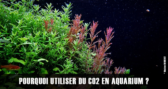 Qu'est-ce que le CO₂ et pourquoi l'utiliser dans votre aquarium ?