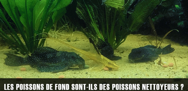 Les poissons de fond sont-ils des poissons nettoyeurs ?