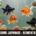 Alimentation des poissons rouges japonais : besoins, erreurs courantes et bonnes pratiques