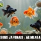 Alimentation des poissons rouges japonais : besoins, erreurs courantes et bonnes pratiques