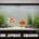Aquarium idéal pour les poissons rouges japonais : volume, filtration et entretien