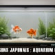 Aquarium idéal pour les poissons rouges japonais : volume, filtration et entretien