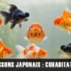 Cohabitation des poissons rouges japonais : espèces compatibles, limites et bonnes pratiques