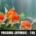 FAQ — Poissons rouges japonais : les réponses aux questions les plus fréquentes