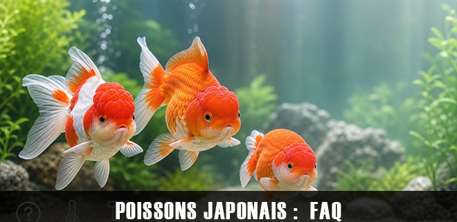 FAQ — Poissons rouges japonais : les réponses aux questions les plus fréquentes