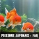 FAQ — Poissons rouges japonais : les réponses aux questions les plus fréquentes