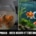 Idées reçues et erreurs fréquentes avec les poissons rouges japonais