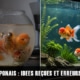 Idées reçues et erreurs fréquentes avec les poissons rouges japonais