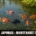 Maintien des poissons rouges japonais en bassin extérieur : conditions, avantages et précautions