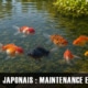 Maintien des poissons rouges japonais en bassin extérieur : conditions, avantages et précautions
