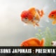 Poisson rouge japonais : définition, variétés et différences avec les poissons rouges classiques