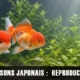 Reproduction des poissons rouges japonais : comprendre, observer et accompagner